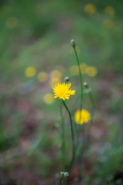 Colpo Fuoco Selettivo Fiore Giallo Sfondo Bokeh — Foto Stock