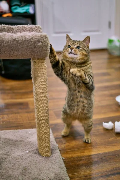 Vertical Shot Adorable European Shorthair Cat Standing Its Back Feet — Stock Photo, Image