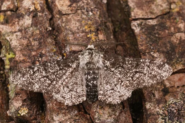 Closeup Grey Peppered Moth Biston Betularia Sitting Open Wings Wood — Stock Photo, Image