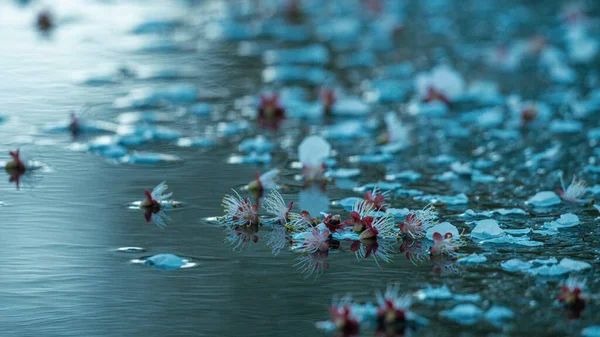 Une Fleur Blanche Arbre Couché Dans Rivière Calme Printemps — Photo