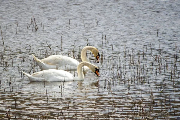 Primer Plano Cisnes Nadando Lago Con Hierba — Foto de Stock