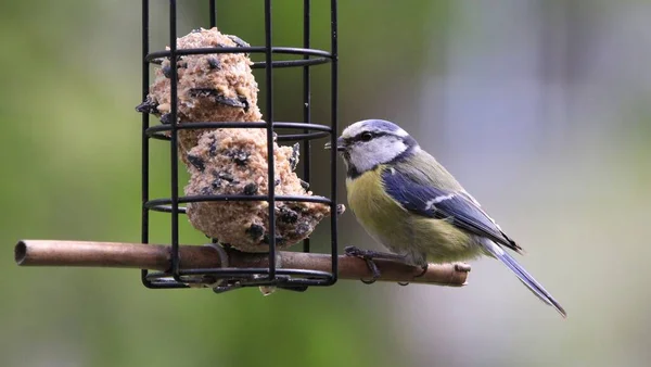 Closeup Eurasian Blue Tit Perched Bird Feeder Fat Balls — ストック写真