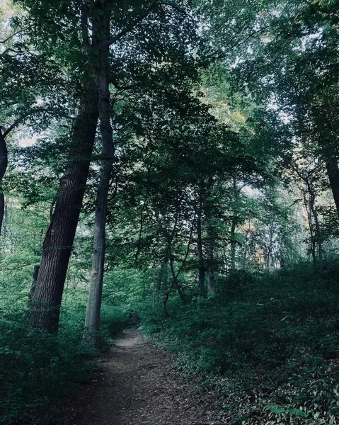 晴れた夏の日に森の中を歩くとハイキングコース — ストック写真
