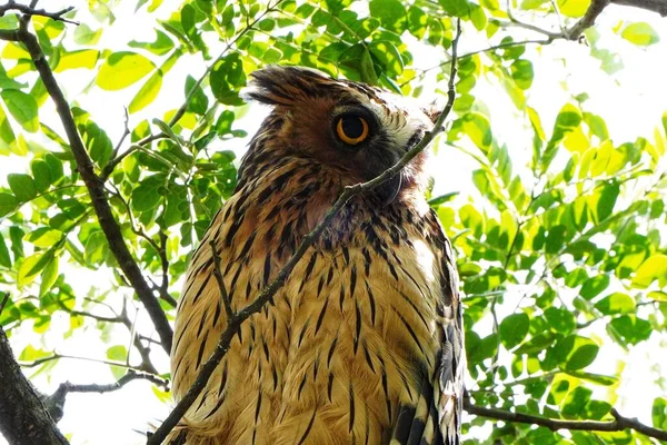 Eine Großaufnahme Einer Tawny Fischeule Die Auf Einem Zweig Eines — Stockfoto