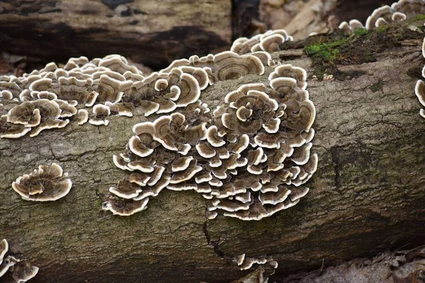 Eine Nahaufnahme Von Strukturiertem Pilz Der Auf Rinde Wächst — Stockfoto