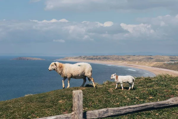 Veduta Una Pecora Piedi Sull Erba Con Agnello Riva Mare — Foto Stock