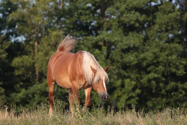 一匹棕色家养马在农田里吃草的浅景镜头 — 图库照片
