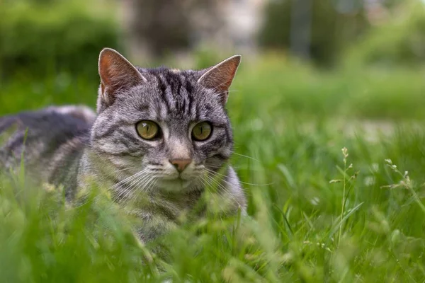 Tiro Close Gato Listrado Com Olhos Verdes Deitado Pastagens Olhando — Fotografia de Stock