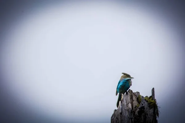 Een Blauw Vogeltje Zittend Een Boomstam — Stockfoto