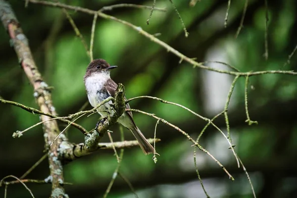 Pták Sedící Větvi — Stock fotografie