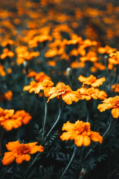 Pionowe Ujęcie Pomarańczowych Kwiatów Ściennych Rosnących Ogrodzie — Zdjęcie stockowe