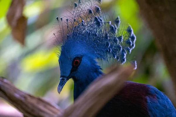 Zijaanzicht Van Een Victoriaanse Gekroonde Duif Het Een Grote Blauwe — Stockfoto