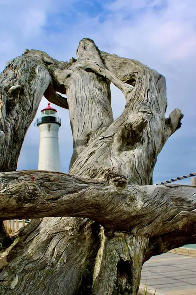Zbliżenie Rosnącego Zdeformowanego Pnia Drzewa Tle Białej Latarni Morskiej Michigan — Zdjęcie stockowe