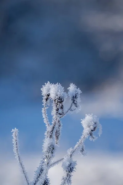 Une Plante Couverte Neige Hiver — Photo