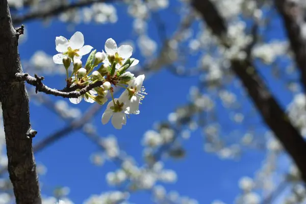 Eine Nahaufnahme Von Blühenden Kirschbaumblüten Auf Verschwommenem Hintergrund — Stockfoto