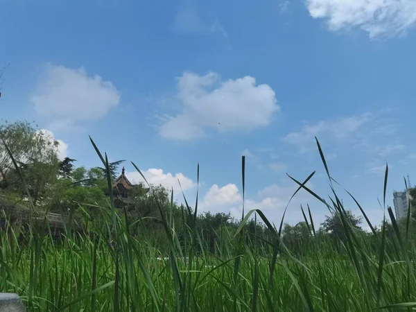 Крупный План Зеленой Травы Фоне Голубого Неба — стоковое фото