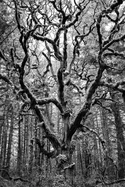 一张黑白相间的雄伟的老橡树的垂直照片 — 图库照片
