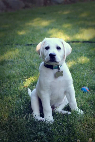 Çimlerin Üzerinde Oturan Şirin Bir Labrador Köpeğinin Dikey Çekimi — Stok fotoğraf