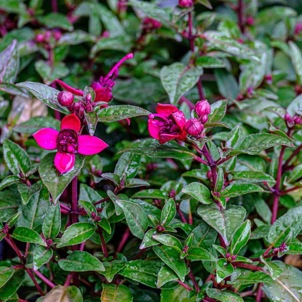 Lindas Flores Rosa Fúcsia Com Folhas Verdes Jardim — Fotografia de Stock