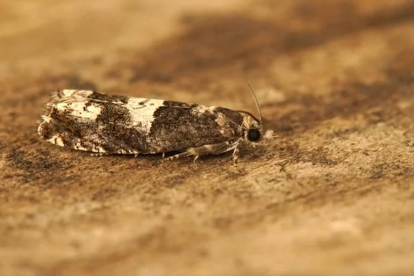 Küçük Huş Güvesine Yakın Plan Epinotia Demarniana Bahçede Tahtada Oturuyor — Stok fotoğraf