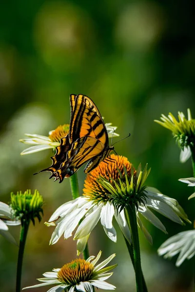 Beautiful Butterfly Daisy Sunny Day — Stock Photo, Image