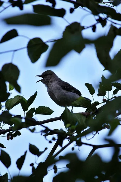 Een Verticaal Schot Van Een Northern Mockingbird Een Boom Overdag — Stockfoto