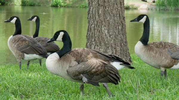 Une Belle Photo Oies Canadiennes Marchant Sur Herbe Sur Fond — Photo