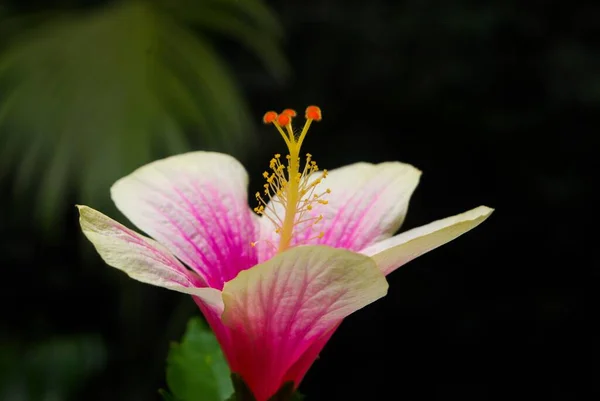 Ένα Κοντινό Πλάνο Από Ένα Ανθισμένο Ανοιχτό Ροζ Λευκό Λουλούδι — Φωτογραφία Αρχείου