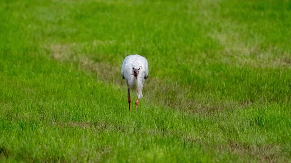Closeup Shot Stork Grass — Stock Photo, Image