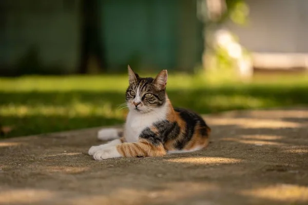 Closeup Shot European Cat Blurry Background — Stock Fotó