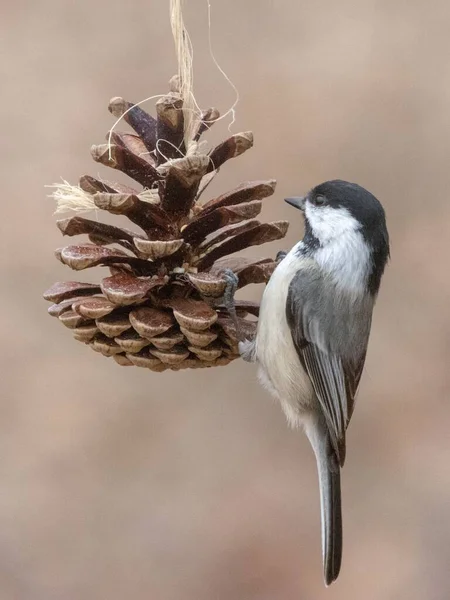 Primer Plano Pollito Gorra Negra Posado Sobre Cono Pino — Foto de Stock