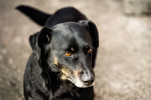 Портрет Чорної Собаки Відкритому Повітрі — стокове фото