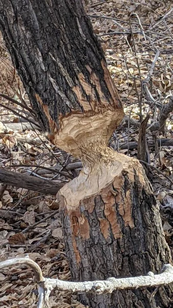 Disparo Vertical Árbol Cottonwood Comido Por Castor —  Fotos de Stock