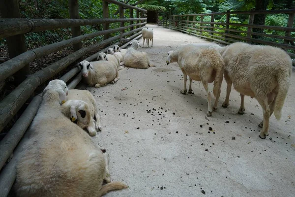 橋の木製の手すりの近くに眠っている羊の群れ — ストック写真