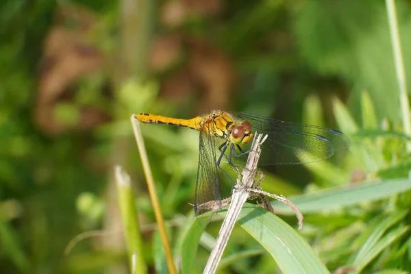 Macro Gros Plan Une Libellule Jaune Sur Une Plante Séchée — Photo