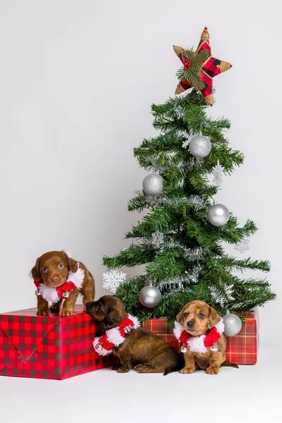 Adorable Studio Portraits Dachshund Puppies Dressed — Stock Photo, Image