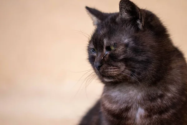 Primer Plano Gato Callejero Con Ojos Enfermos — Foto de Stock