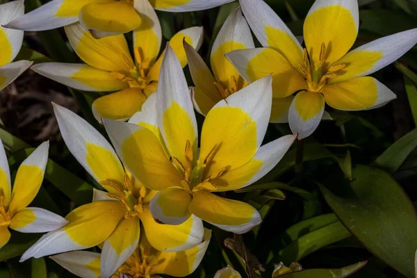 Zbliżenie Białych Żółtych Turkiestańskich Kwiatów Tulipanów Ogrodzie — Zdjęcie stockowe