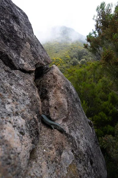 背景に霧深い山の岩を這うトカゲ — ストック写真
