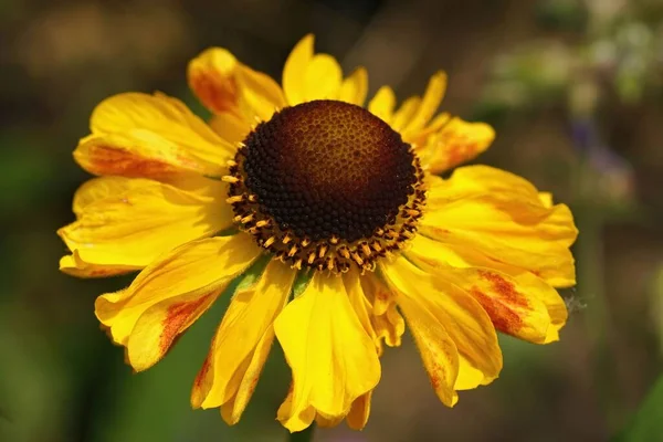 在花园里的一朵黄色的Sneezeweed花Helenium的详细特写 — 图库照片