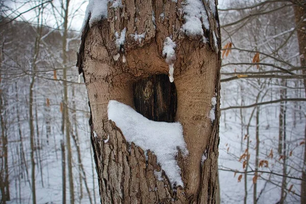 背景に雪の森のある木の幹の大きな結び目のクローズアップショット — ストック写真