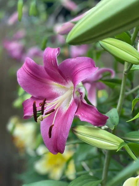 Zbliżenie Purpurowego Liliowego Kwiatu Ogrodzie — Zdjęcie stockowe