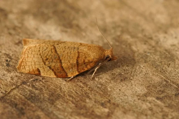 Fechar Traça Tortrix Árvore Frutas Barrada Pandemis Cerasana Sentado Madeira — Fotografia de Stock