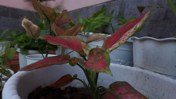 Gros Plan Une Plante Aglaonema Dans Pot — Photo