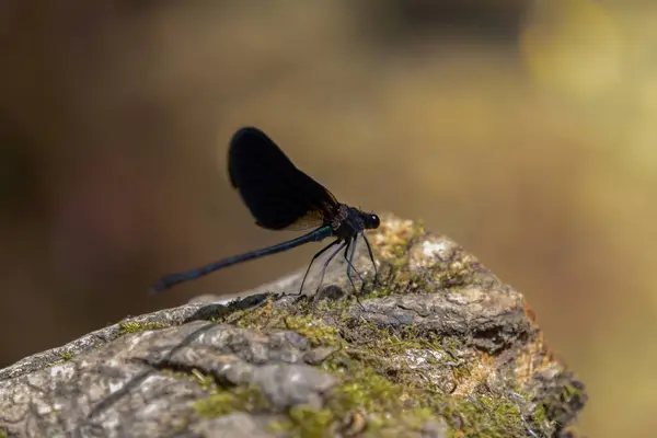 Κοντινό Πλάνο Μιας Έβενο Damselfly Κοσμήματα Calopteryx Maculata Που Βρίσκεται — Φωτογραφία Αρχείου