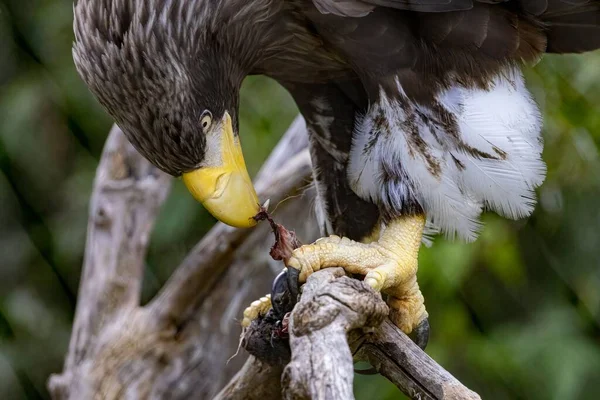 庭の緑の背景には オオワシが枯れ木の上に腰を下ろしている ライオンに餌をやる鳥 — ストック写真