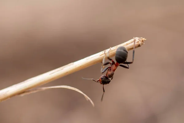 Dal Üzerinde Gün Boyunca Sürünen Küçük Bir Karıncanın Yakın Plan — Stok fotoğraf