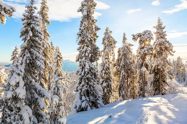 Los Árboles Bosque Cubierto Nieve Día Soleado Invierno —  Fotos de Stock