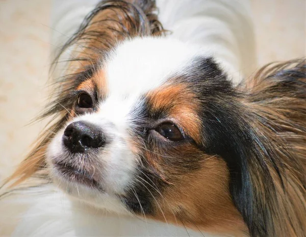 Retrato Cerca Adormilado Perro Papillon Mirando Hacia Arriba —  Fotos de Stock