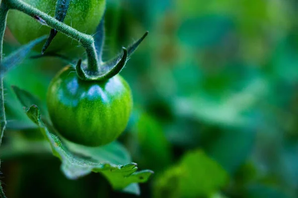 Grøn Tomat Hængende Tomatplante - Stock-foto